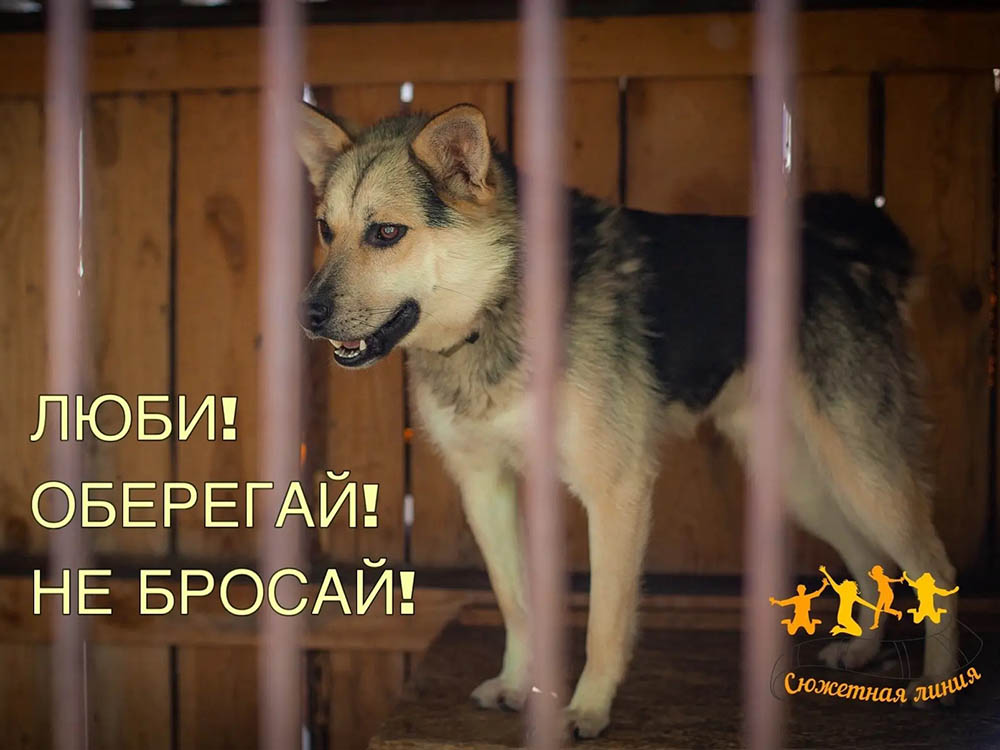 Люби! Оберегай! Не бросай!