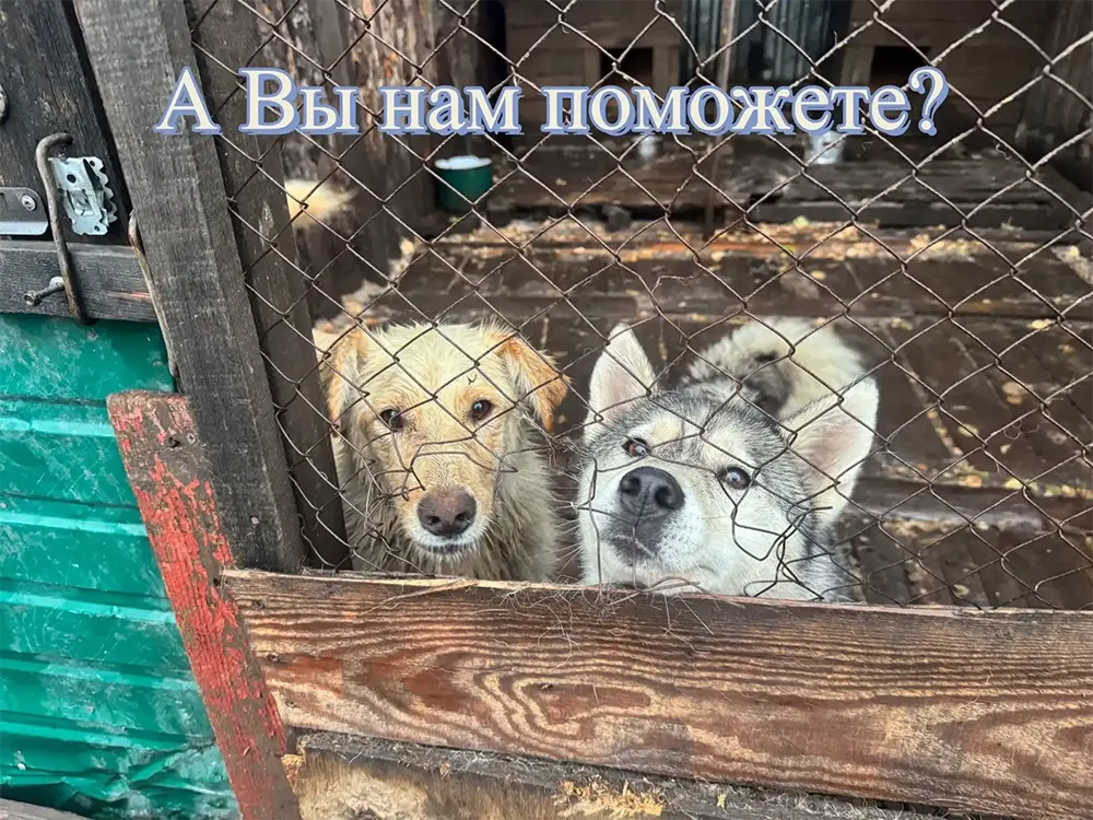 Ситуация SOS: собаки НЕ должны остаться без еды!