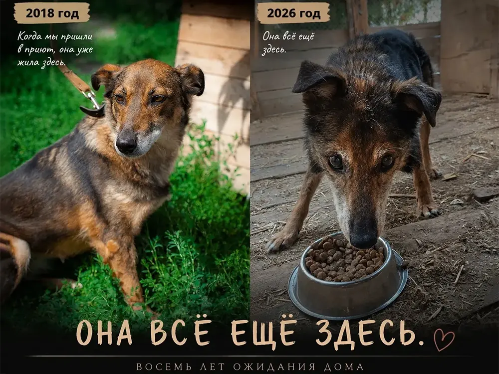 Просто «Девочка»